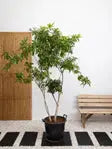 Chickoo Tree iPlants