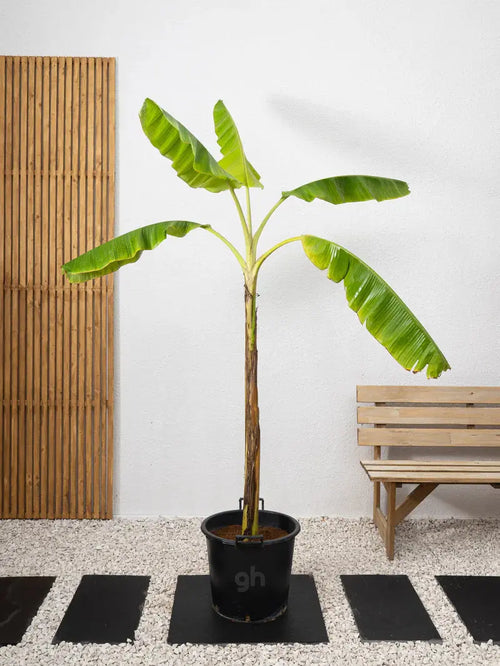 Banana Plant Green Heaven Plants