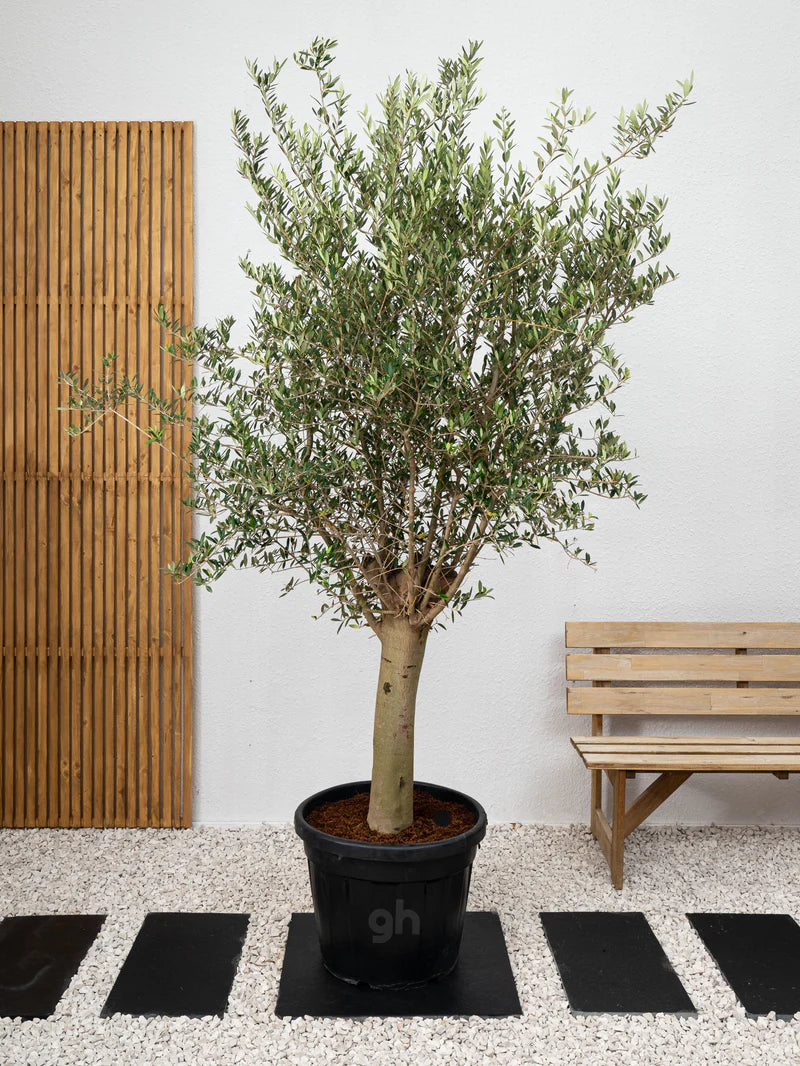Olive Tree - A small evergreen tree cultivated for its fruit and oil