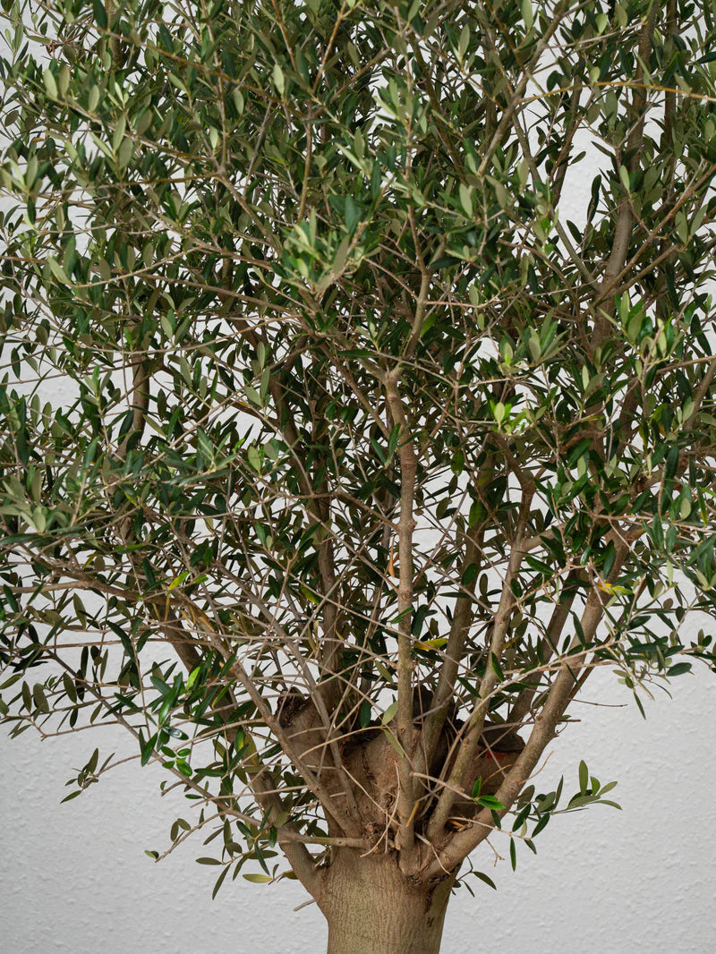 Olive Tree - A small evergreen tree cultivated for its fruit and oil