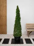 Ehretia Cone iPlants