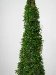Ehretia Cone iPlants