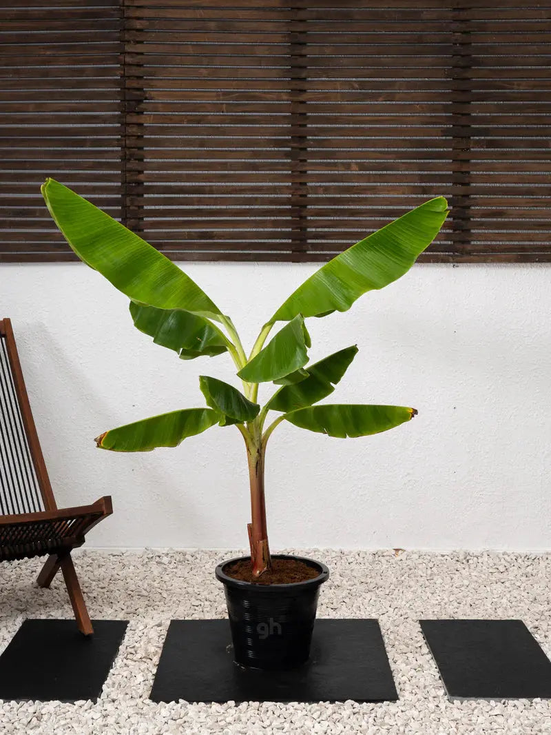 Banana Plant Green Heaven Plants