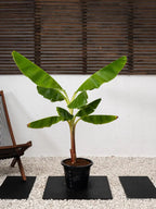 Banana Plant Green Heaven Plants