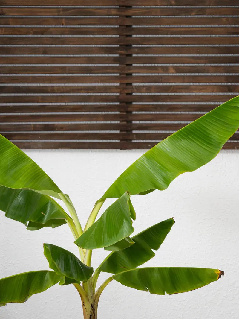 Banana Plant Green Heaven Plants