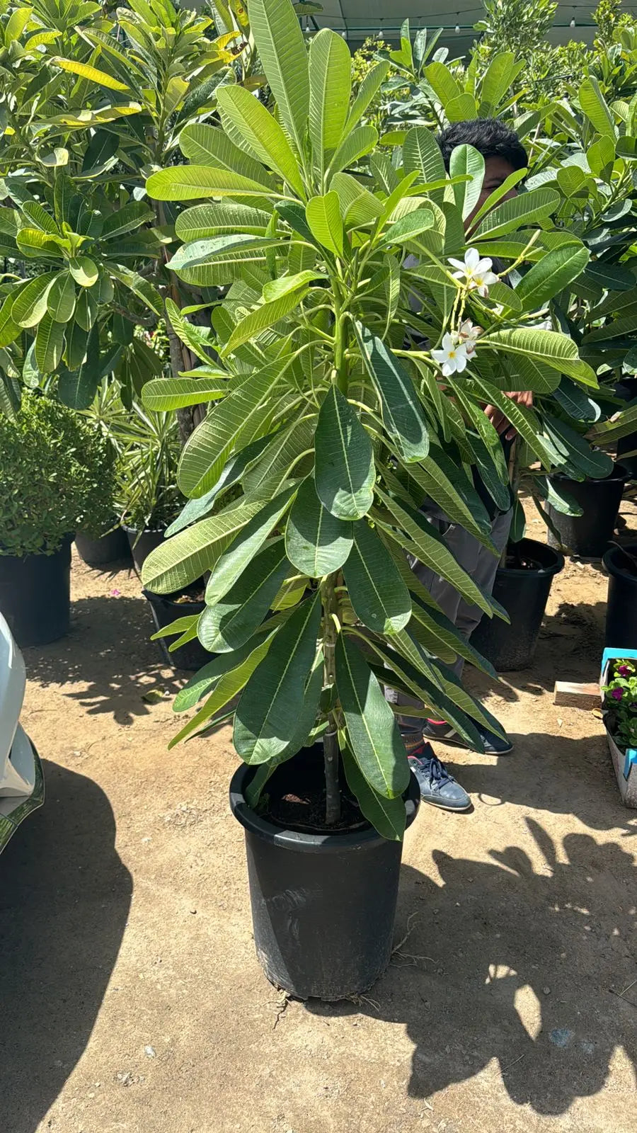 Plumeria Tree iPlants