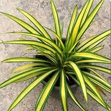 Pandanus Variegated iPlants