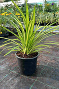 Pandanus Variegated iPlants