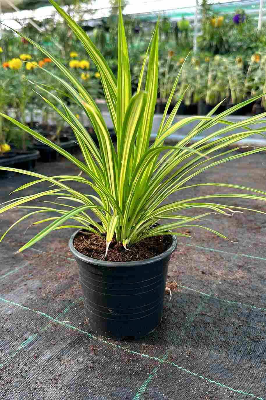 Pandanus Variegated iPlants