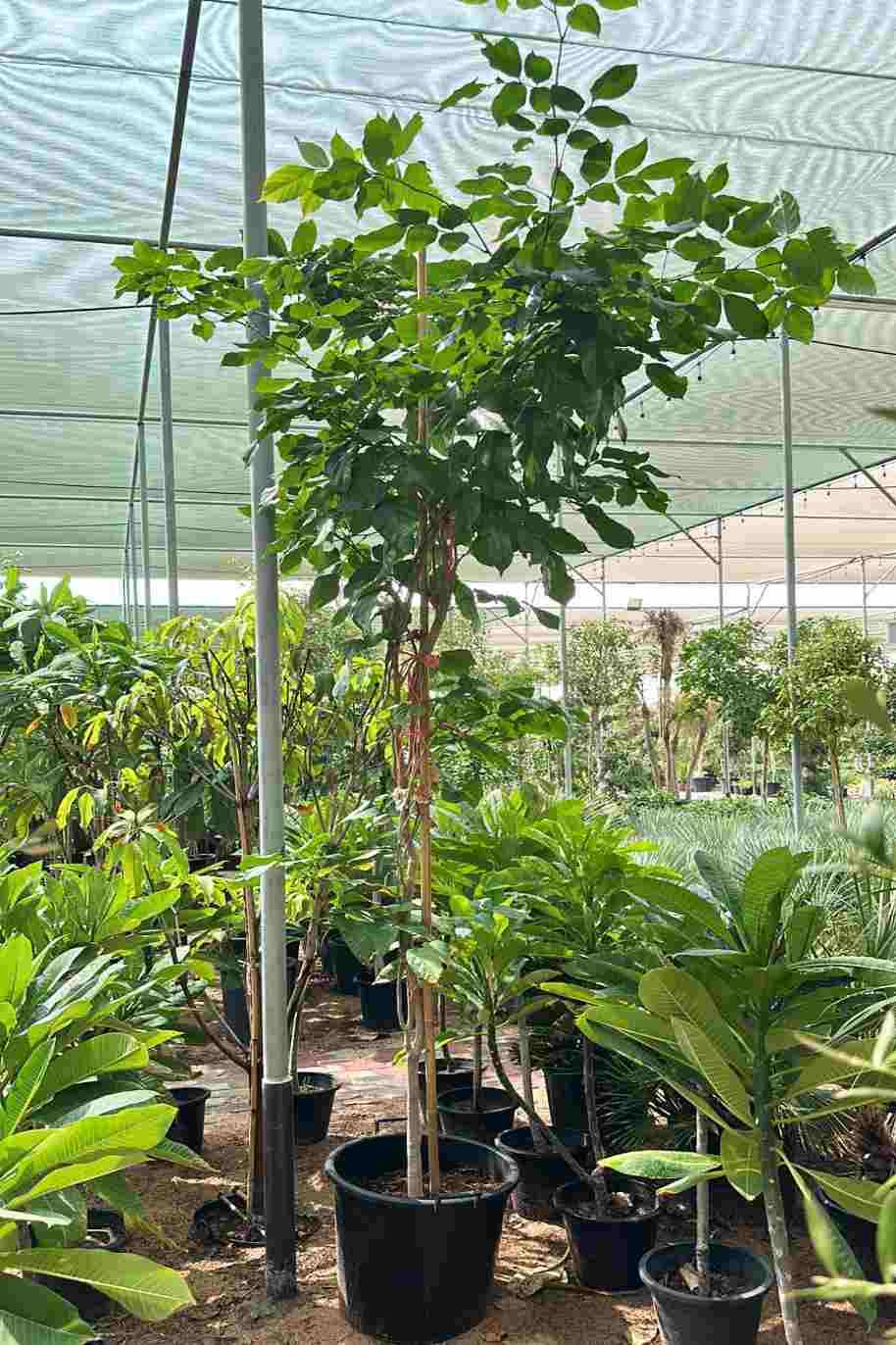 Pongame Oil tree iPlants