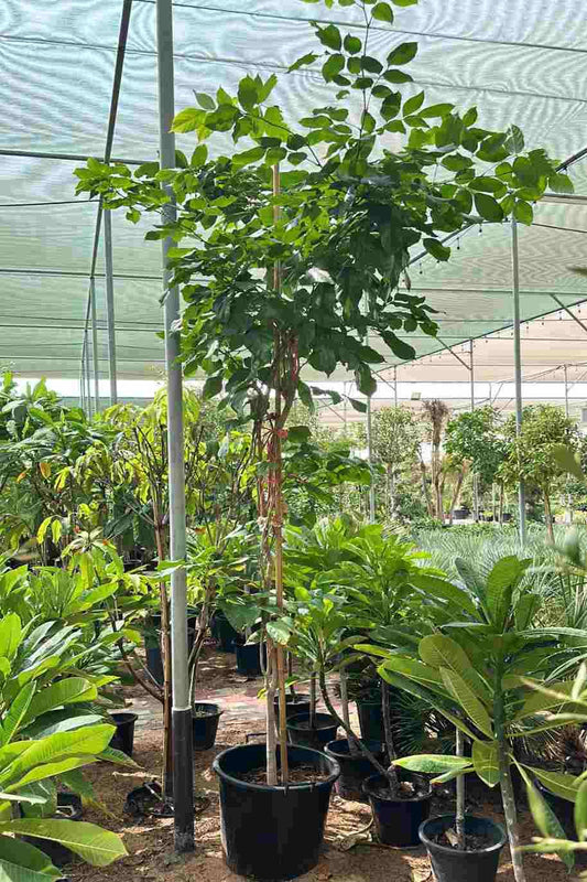 Pongame Oil tree iPlants