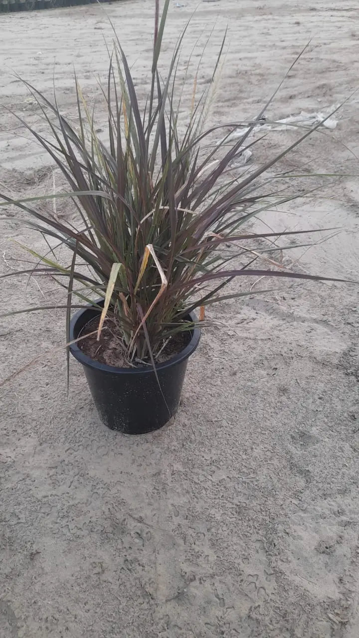 Red Fountain Grass (Pennisetum Red) iPlants