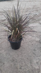 Red Fountain Grass (Pennisetum Red) iPlants