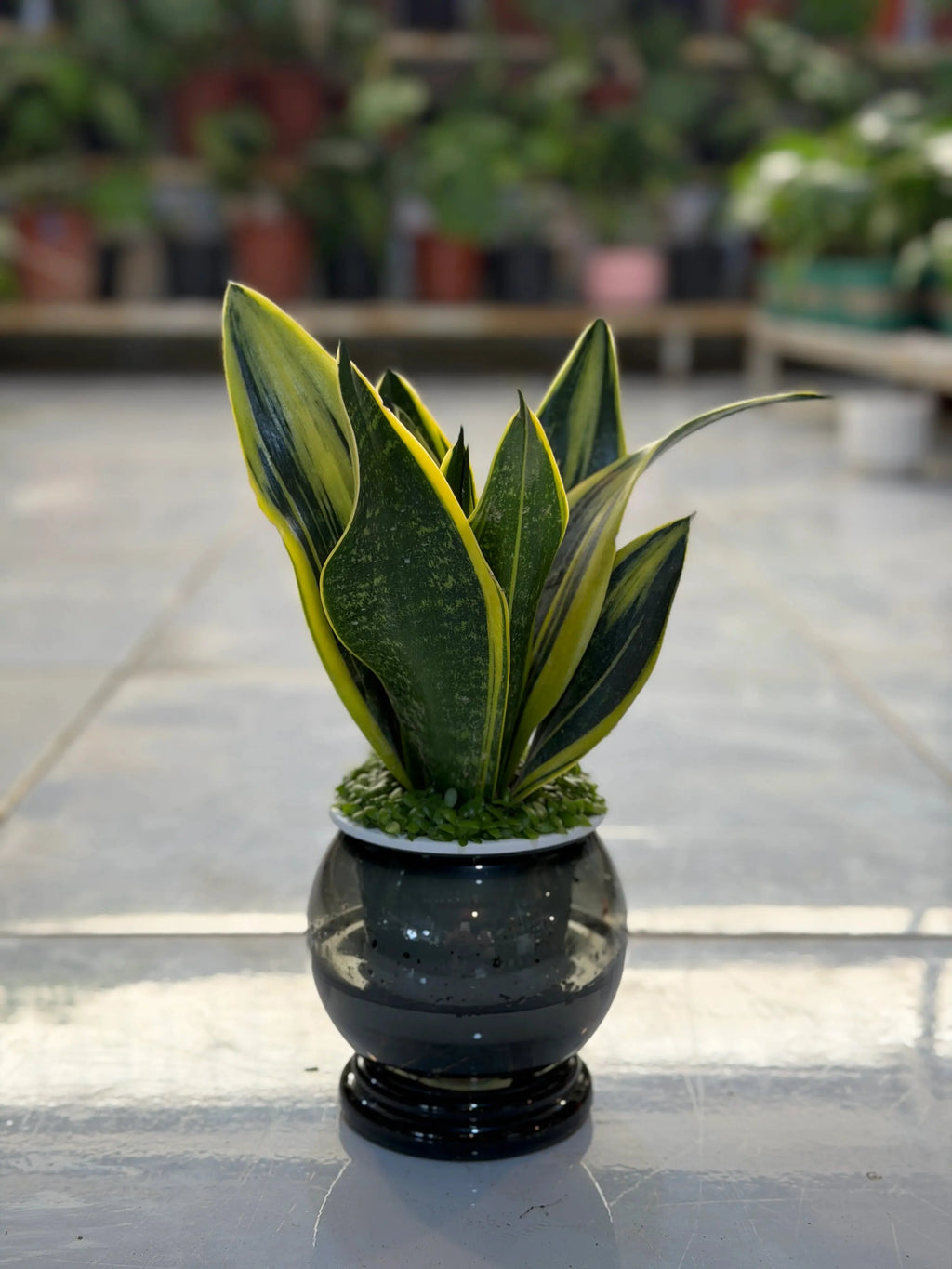 Snake Plant Aqua iPlants