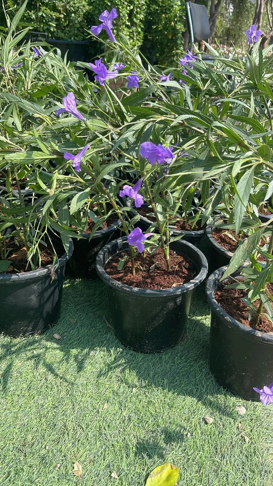 Ruellia iPlants