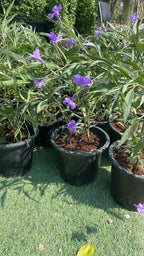 Ruellia iPlants