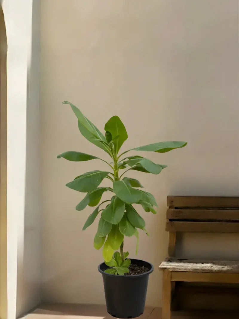 Scaevola plant iPlants