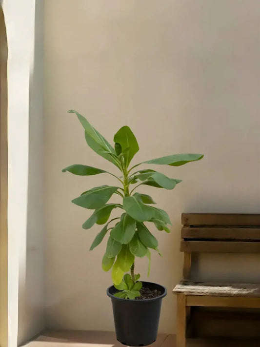 Scaevola plant iPlants