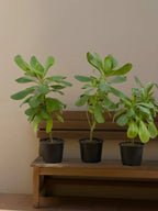 Scaevola plant iPlants