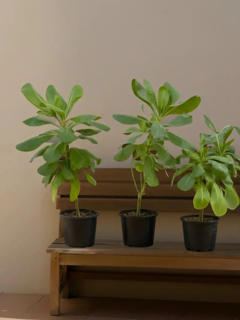Scaevola plant iPlants