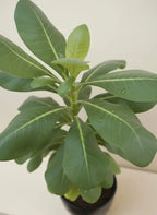 Scaevola plant iPlants