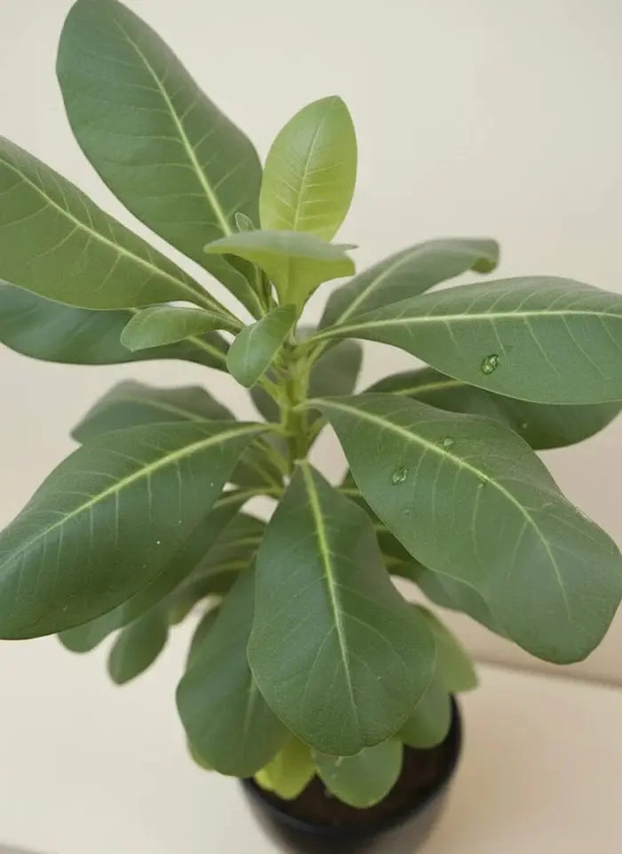 Scaevola plant iPlants