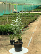Silver Damas iPlants