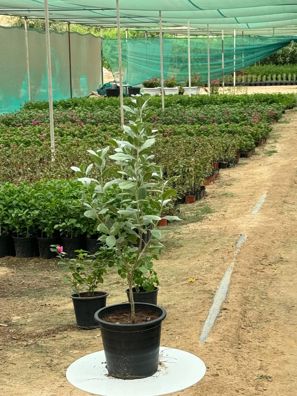 Silver Damas iPlants