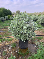 Silver Damas Ball iPlants