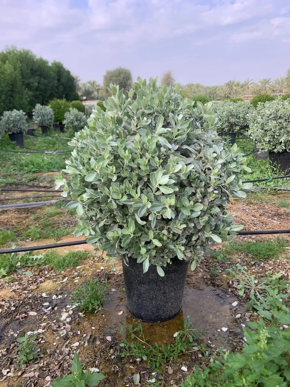 Silver Damas Ball iPlants