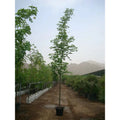 Golden Shower iPlants