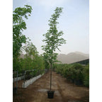 Golden Shower iPlants
