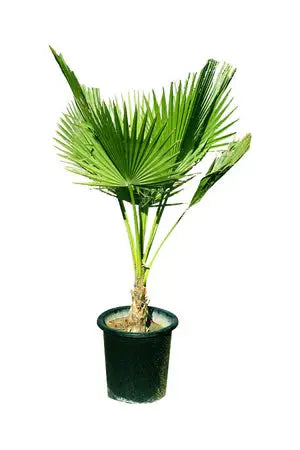 Washingtonia Plant (Trunkless) iPlants