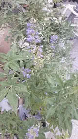 Chaste tree iPlants