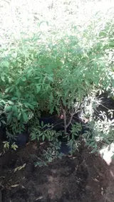 Chaste tree iPlants