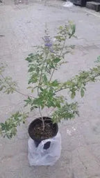 Chaste tree iPlants