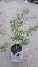 Chaste tree iPlants