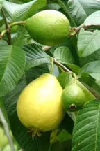 Guava Tree iPlants