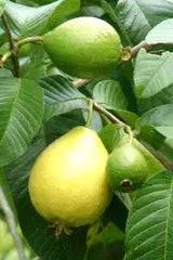 Guava Tree iPlants