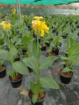 Canna Lily iPlants