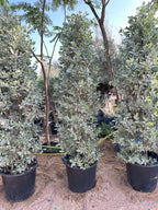 Silver Damas Cone iPlants