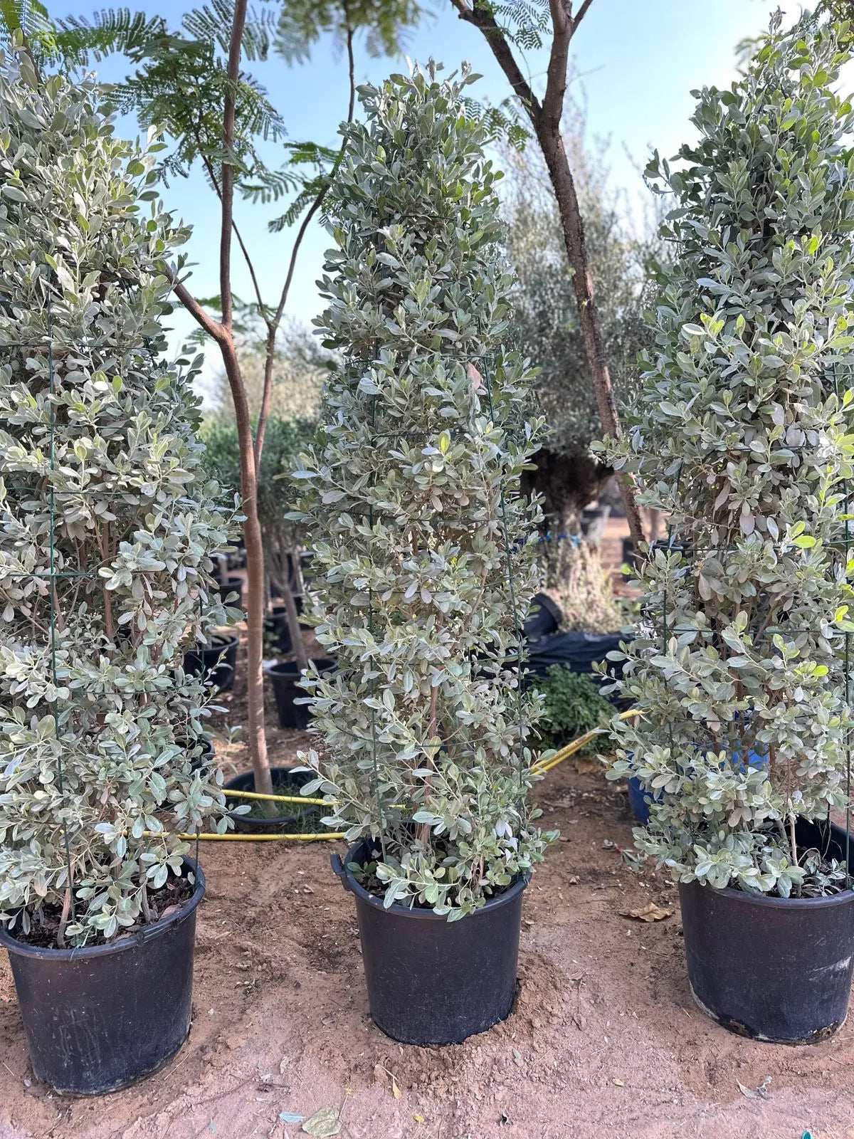 Silver Damas Cone iPlants