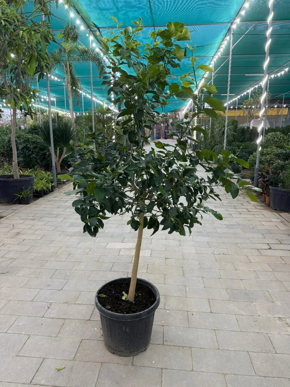 Spanish Lemon Tree (Citrus lemon) iPlants
