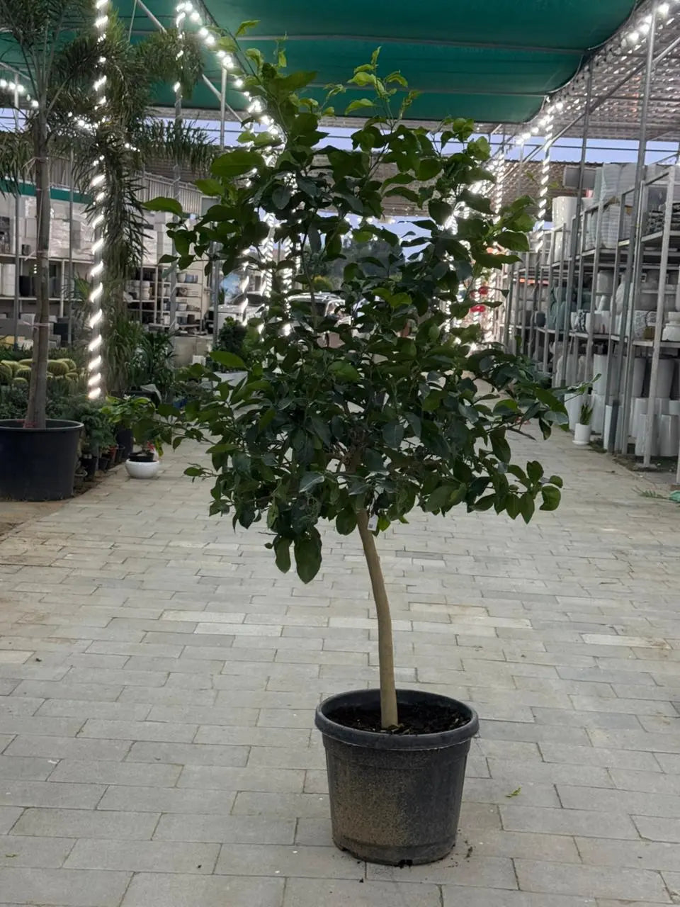 Spanish Lemon Tree (Citrus lemon) iPlants