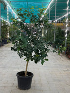 Spanish Lemon Tree (Citrus lemon) iPlants