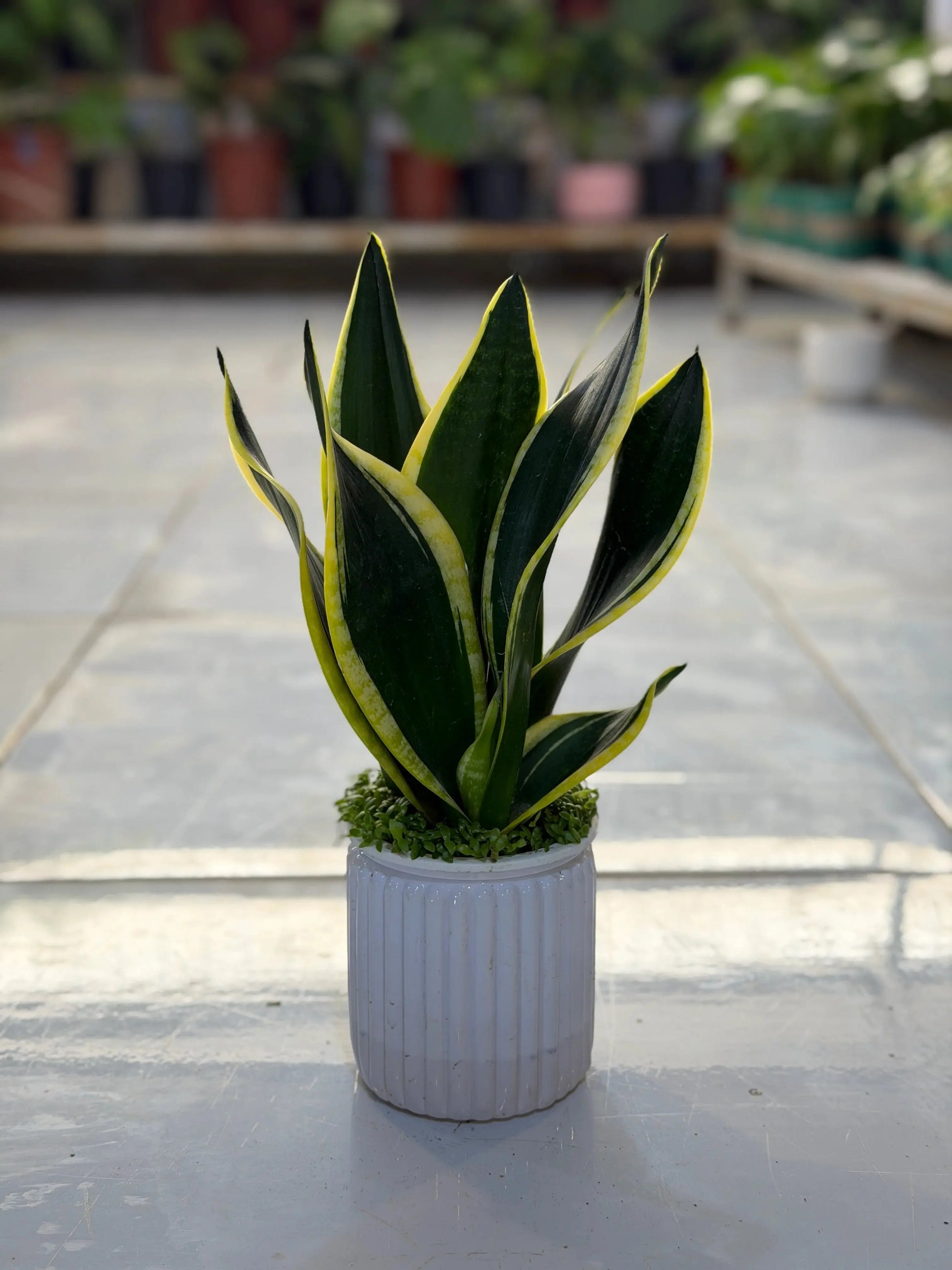 Snake Plant Aqua iPlants