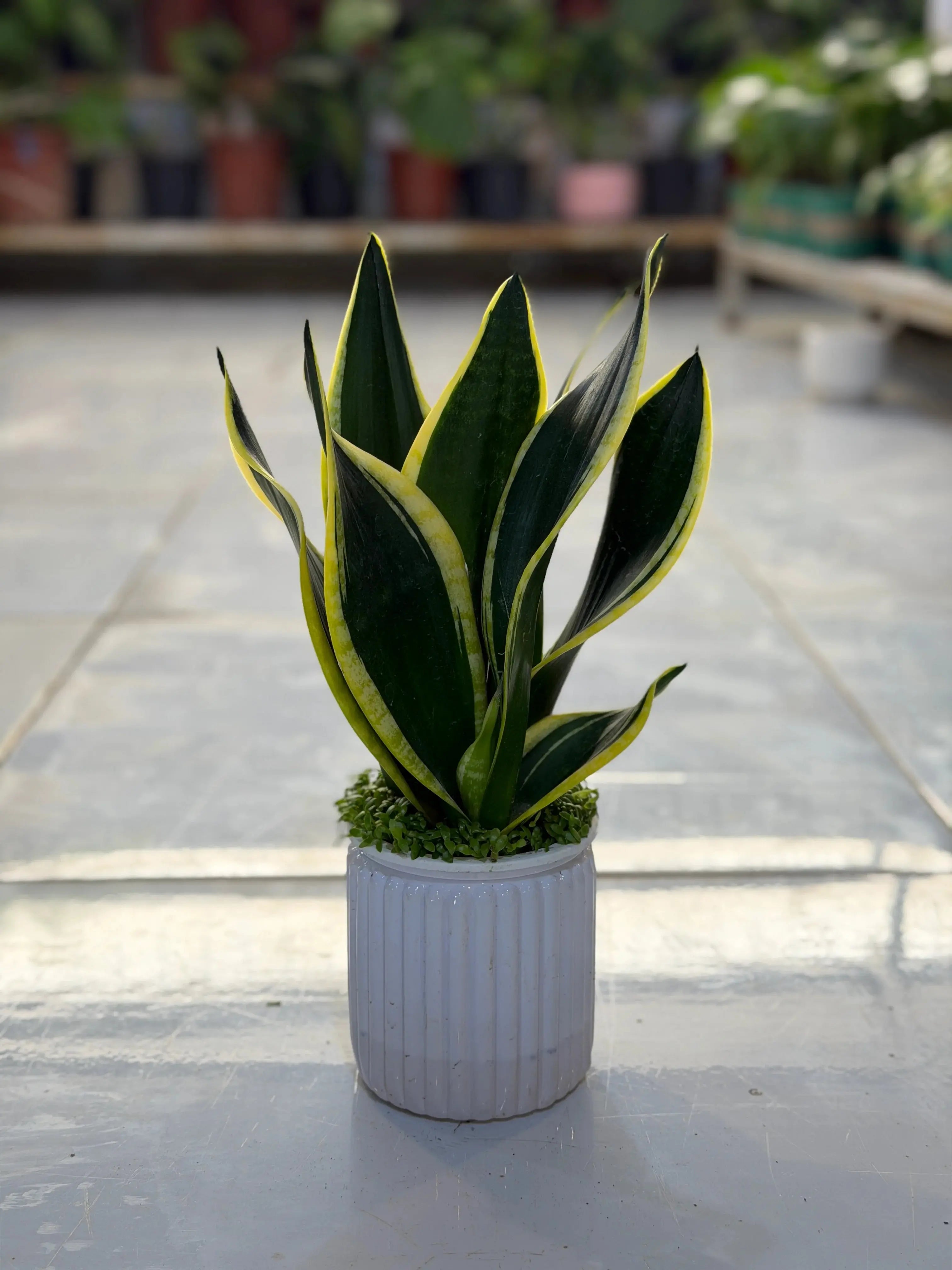 Snake Plant Aqua iPlants