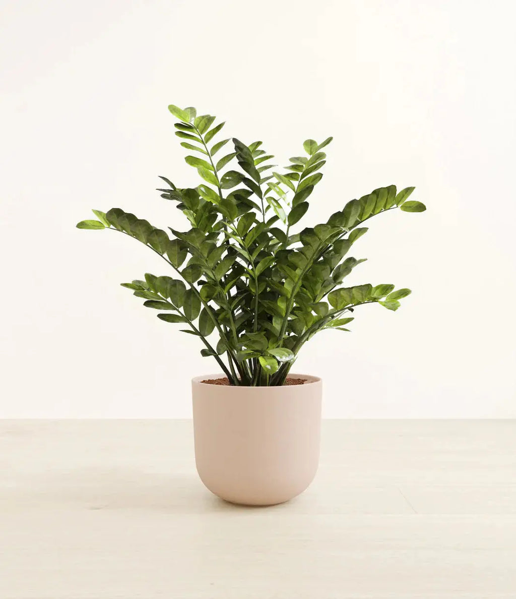 Zamia Plant / ZZ plant Green Heaven Plants