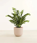 Zamia Plant / ZZ plant Green Heaven Plants