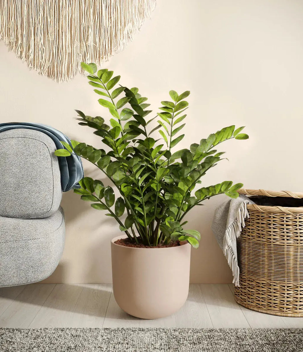 Zamia Plant / ZZ plant Green Heaven Plants